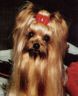 thm_yorkie67.jpg