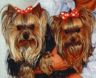 thm_yorkie68.jpg