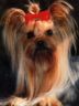 thm_yorkie69.jpg