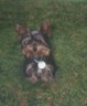 thm_yorkie70.jpg