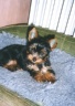 thm_yorkie8.jpg