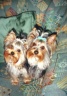 thm_yorkie9.jpg