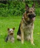 thm_yorkie-mit-schaefer.jpg