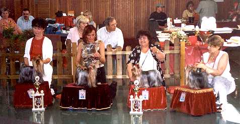 Yorkie-Spezialzuchtschau in Montabaur 2. Tag