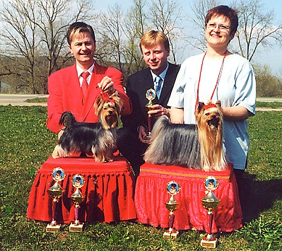 Yorkie-Oster-Schau in Rottenacker