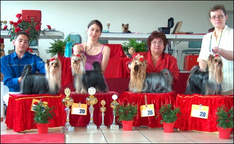 Yorkie-Spezialzuchtschau in Heidenheim