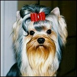 Haarfarbe und Textur beim Yorkie