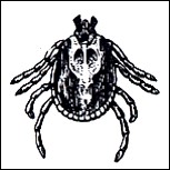 Zeckenplage - 10 Methoden sich dieser Plagegeister zu erwehren