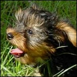 Das kleine 1x1 der Hunde(Yorkie)-Erziehung