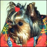 Hom�opathie bei Hunden