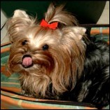 Der Yorkie wird zu rund