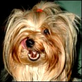 Warum nur wird Frauchen so abgezockt?