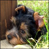 Wie man Yorkies zu einem angenehmen Autofahrer-Hund macht...