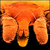 Das Saug-�Werkzeug� einer Zecke!