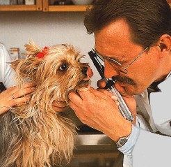 Wenn mein alter Yorkie krank wird