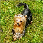 Yorkie's und die Angst - 8 Methoden, ihn zu beruhigen