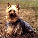 The Silky terrier - a relative of the Yorkie
