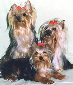 Ausserdem noch im YTJ 39