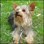 Warum der Hund "Hund" hei�t...