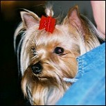 Die Pflege eines kranken Hundes - Teil 2