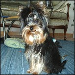 Hilfe! Mein Yorkie fri�t nicht!