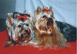 Was macht Yorkie einzigartig