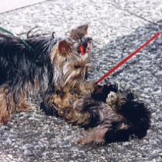 The dog's astonishing strategies of reproduction