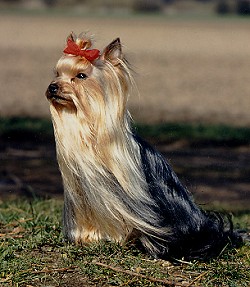 Der Yorkshire-Terrier hat Geburtstag