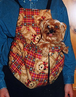 A healthy Yorkie even during the winter month