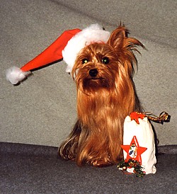 Our Christmas story...