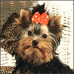 Der Hund muss weg - Vorschnelles Urteil bei Allergien