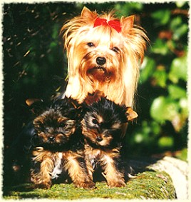 by nature the yorkie is neither a lapdog nor a yapper