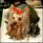 �ber den Sinn einer Hunde(Yorkie)Ausstellung