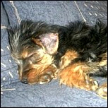 Pech gehabt beim Hundekauf