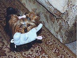 Kastration der H�ndin