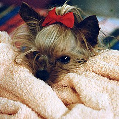 The nursing about a needing Yorkie