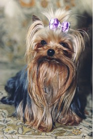 Sissi - Brief einer Prinzessin aus M�nchen an ihre Z�chterin