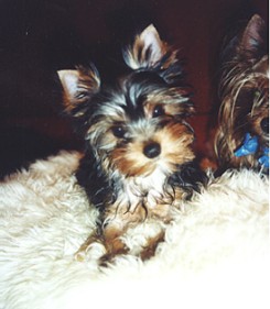 Yorkshire-Terrier-Journal - Warum ein Kleinhund? Warum ein Yorkie?