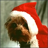 Unsere Weihnachtsgeschichte - Der alte Hofhund