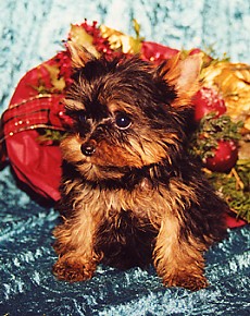 Ausserdem noch in YTJ 36