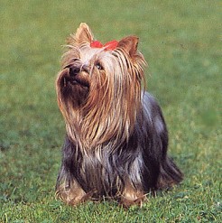 Yorkshire-Terrier mit Ur-Instinkt