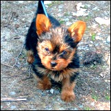 Was ist eine optimale F�tterung?