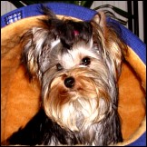 Hausmittel gegen Winterleiden