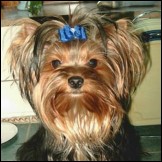 Gibt es Unterschiede, ob kastriert oder nicht?