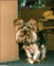 Neelix