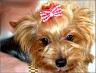 Sweety