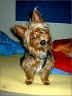 Chico