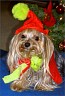 Julchen