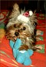 Buffy