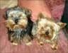 Biene und Billy